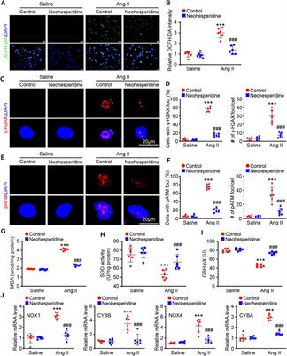 Neohesperidin Protects Angiotensin II-Induced Hypertension and Vascular Remodeling